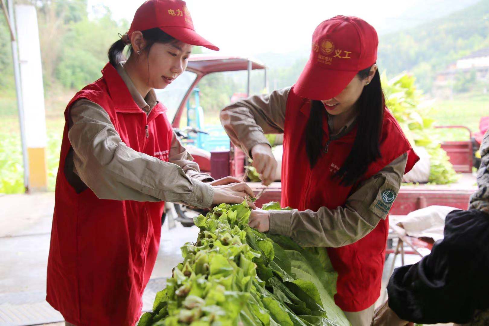 國網(wǎng)福建延平區(qū)供電公司：延伸優(yōu)質(zhì)服務(wù) 助力煙農(nóng)增產(chǎn)增收