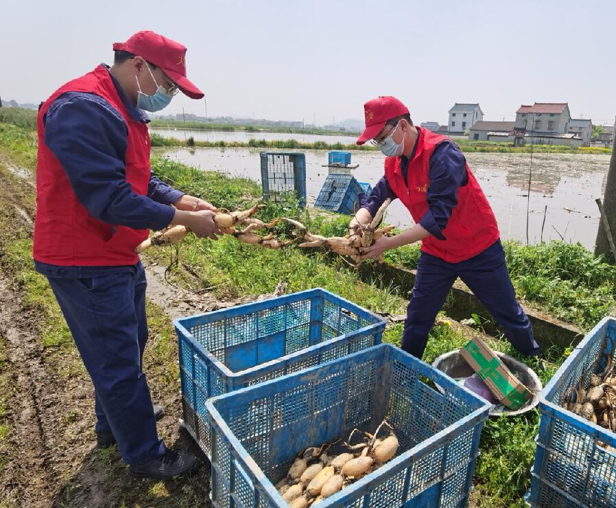 熱心助藕農(nóng) 及時解難題