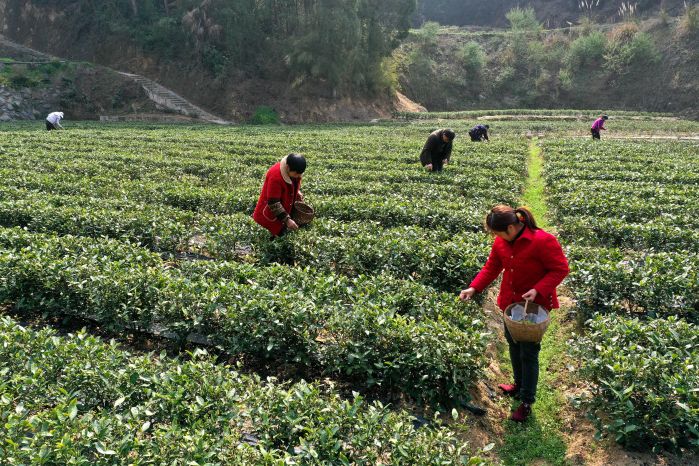 三峽集團(tuán)幫扶的太平溪鎮(zhèn)早市茶基地開(kāi)園