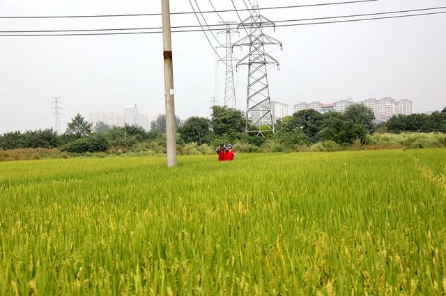 國(guó)網(wǎng)高安市供電公司紅馬甲傾力服務(wù)農(nóng)戶 確保秋糧顆粒歸倉(cāng)