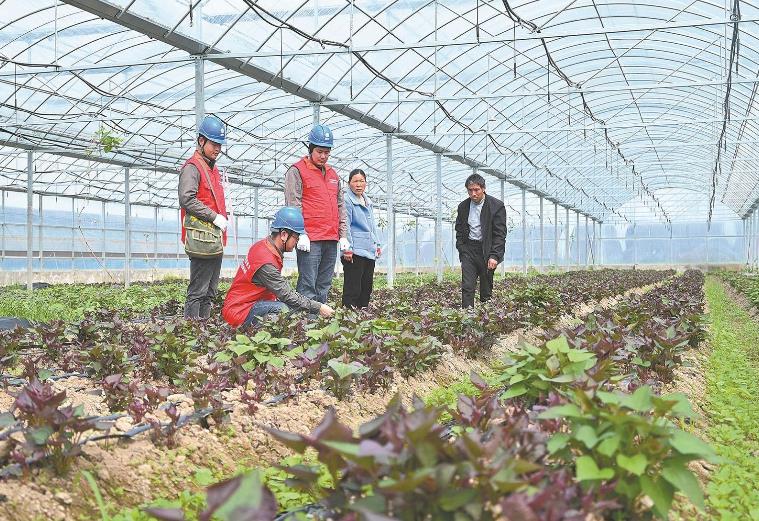 河南息縣：供電服務(wù)貼心，種植紅薯有信心”